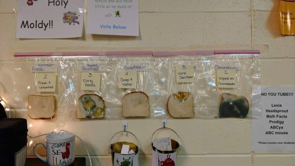 Classroom experiment shows that washing hands with soap is important