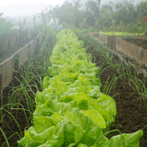 Salads growing outdoor