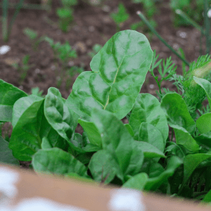 Spinach growing outdoor