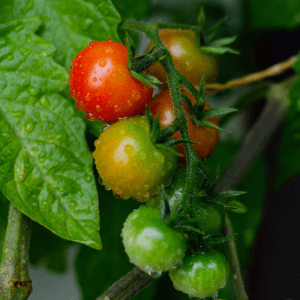 Cherry tomatoes growing outdoor