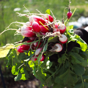 Radishes harvested