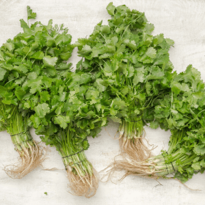 Cilantro harvested