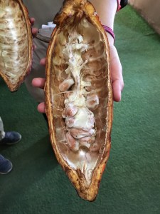 Teuko.com the Lunchbox Community. Cacao pod with white pulp and cacao.