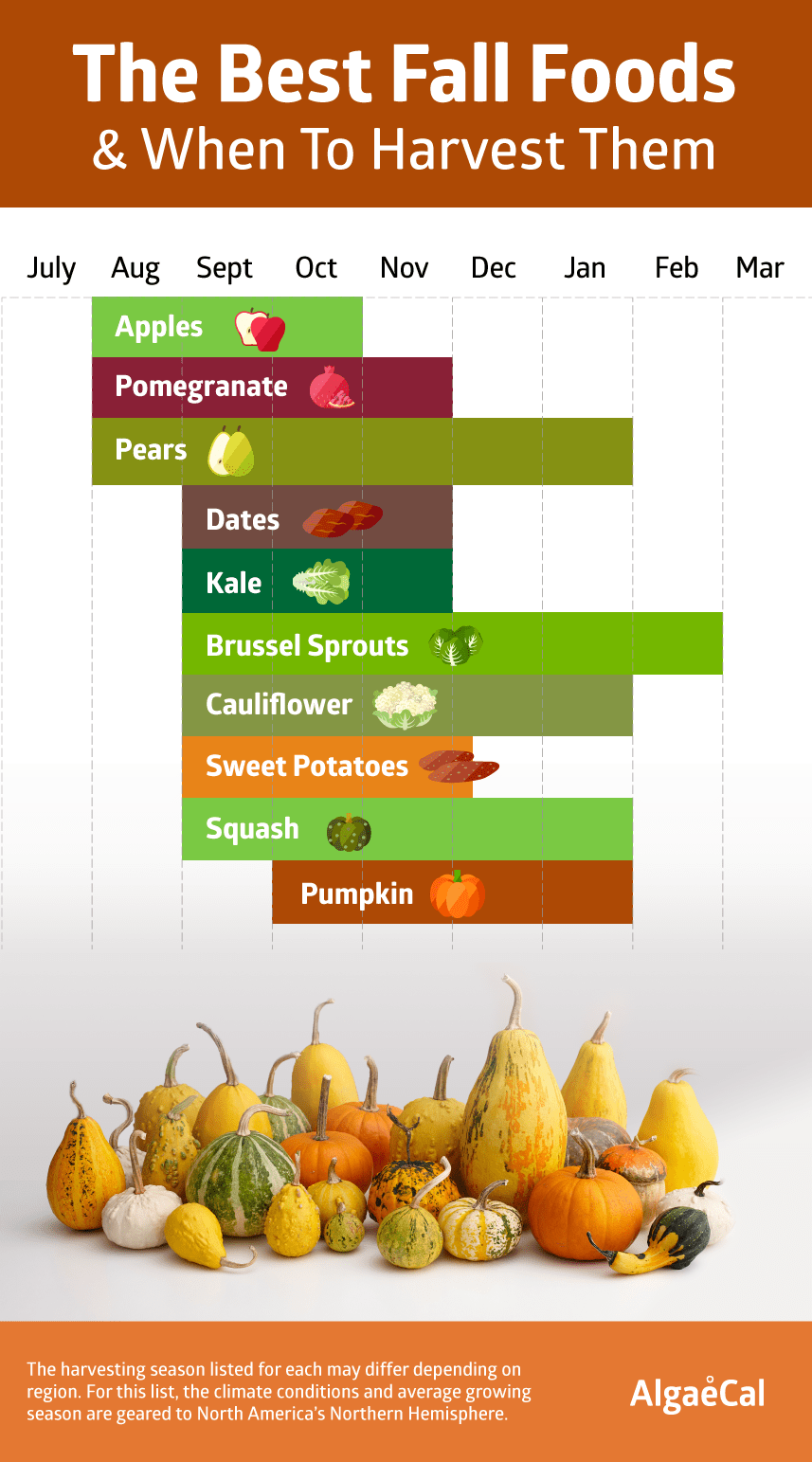 fall-foods-1-1.png
