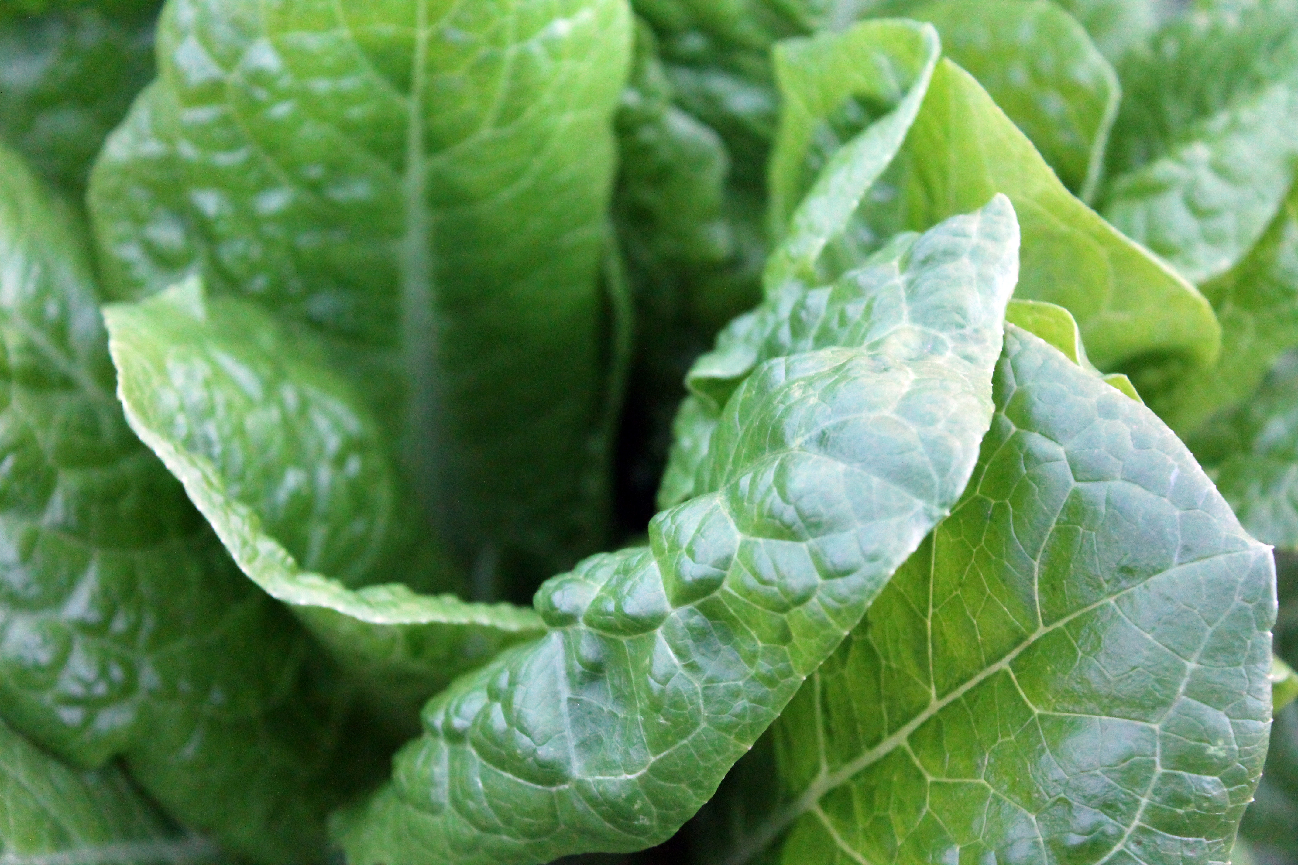 7 foods to fight the flu