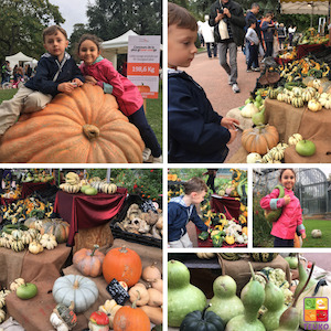blog201611-Lyon_pumpkinpatch